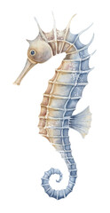 Sea Horse on isolated background. Hand drawn illustration of Seahorse in pastel blue and orange colors. Drawing of ocean wild animal. Undersea life. Colorful sketch Marine art for clipart or logo. © Alisles