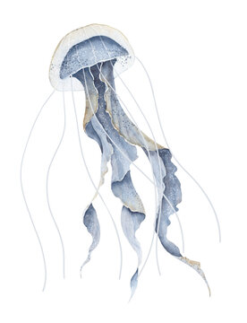 Watercolor illustration of Jelly Fish on isolated background. Hand drawn sketch of Jellyfish in pastel blue colors. Undersea Ocean animal. Sketch of underwater Medusa for icon or logo. Colorful paint
