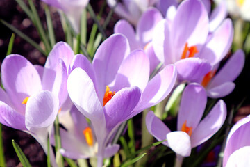  We rejoice at the first spring flowers: bright crocuses on a spring sunny day