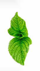 Pudina green leaf isolated