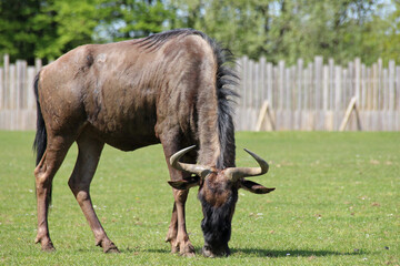 wildebeest in a zoo in france