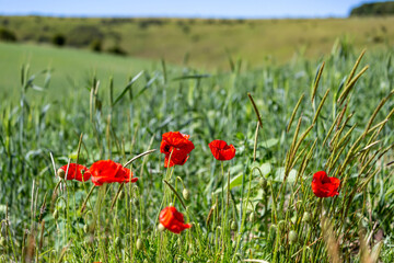 Poppies growing in the Sussex countryside on a summer's day