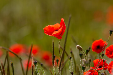 A close up of a red poppy in the summer sunshine, with a shallow depth of field