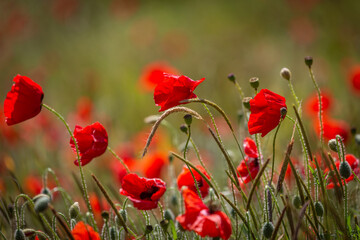 Vibrant poppies in the summer sunshine, with a shallow depth of field