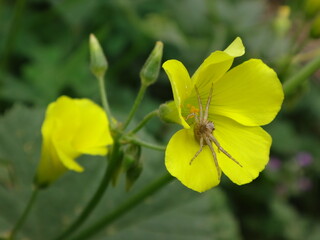 Crab spider (Ozyptila sp.) sitting in the middle of a bright yellow wood sorrel flower and rising its front legs ready to attack