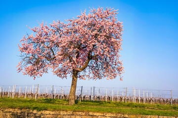 Wonderful pink blooming almond trees in Gimmeldingen/Germany in the Palatinate on a sunny spring day