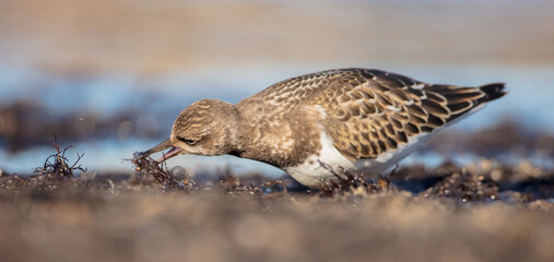 Ruddy Turnstone -  at the sea shore on autumn migration way