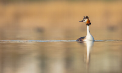 Great Crested Grebe at the little lake in spring