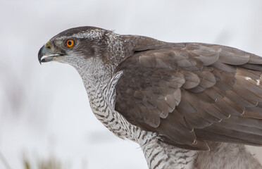 Northern Goshawk - adult bird at a wet forest in winter
