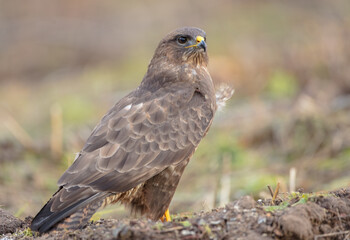 Common Buzzard in winter at a wet forest