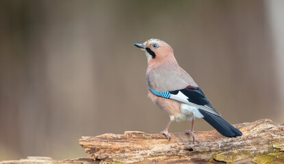 Eurasian Jay - in winter near the wetland at the wet forest
