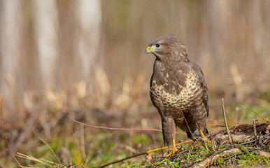 Common Buzzard in winter at a wet forest