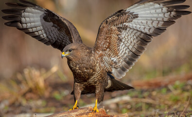 Common Buzzard in winter at a wet forest