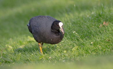 Eurasian coot - adult bird in spring