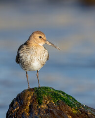 Dunlin - young bird at a seashore on the autumn migration way