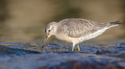 Red Knot - on the autumn migration way at a seashore