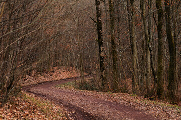 Obraz premium path in autumn forest