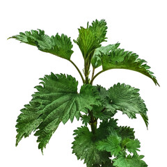 Single young stalk of nettle with lush green leaves. Raster clipart of the Urtica dioica isolated...