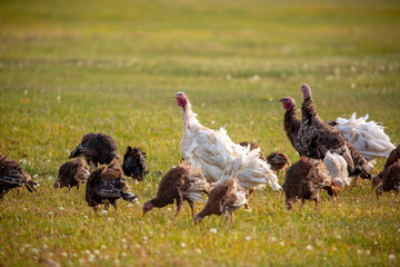 Turkeys walk on the grass in a green meadow in a pasture. Animal husbandry and agriculture in the mountains. Handsome male turkey close-up.