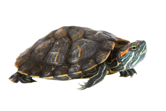 Turtle tortoise in PNG isolated on transparent background