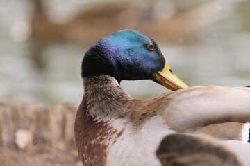 A very close side view of a wild duck