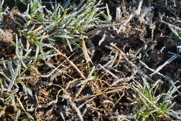 Gefrorener Winterweizen auf Feld bei Sonne, Frost und Eis am Morgen im Winter