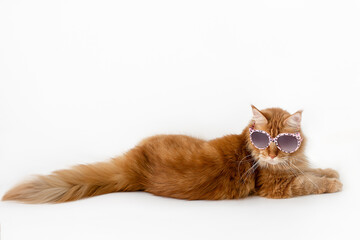 cat in sunglasses. Funny red maine coon cat in pink glasses isolated on white background