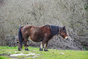 Caballo Vasco pottoka