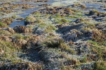 Eisbedecktes Winterweizenfeld bei Sonne und Frost am Morgen im Winter