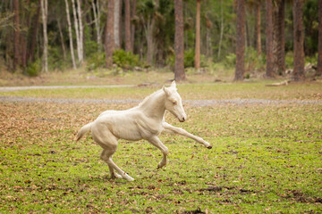 Obraz na płótnie Canvas A foal prances and plays