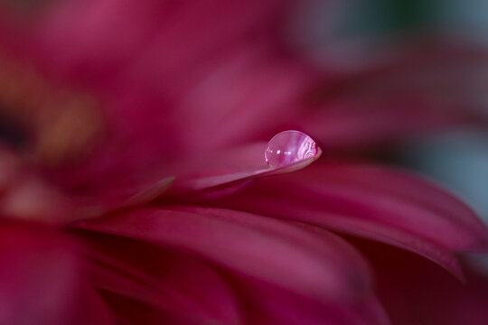 Water droplet refraction on pink daisy