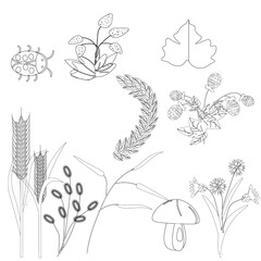 Design elements. On white, elements of the plant world 