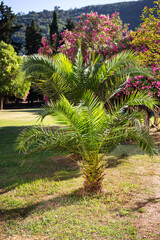 Very beautiful palm tree in the middle of the park. Date forest in Montenegro. Travel, vacation, seaside vacation.