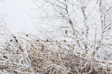 birds on a snowy tree, nature in winter