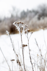 frozen and snow-dusted wildflowers in the field 
