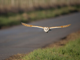Barn owl, Tyto alba
