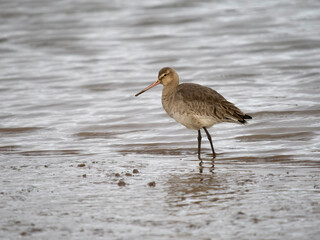 Black-tailed godwit, Limosa limosa