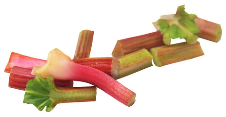 Fresh rhubarb stalk