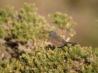 Dartford warbler, Sylvia undata