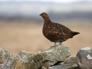 Red grouse, Lagopus lagopus