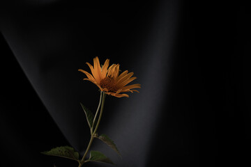 small yellow flower daisy on dark background