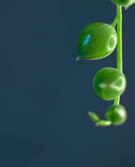 macro green small leaf