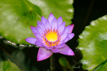 BEAUTIFUL LOTUS FLOWER 