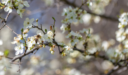 Bee on a flower of the white cherry blossoms. White flowers bloom in the trees. Spring landscape with blooming sakura tree. Beautiful blooming garden on a sunny day. Copy space for text.