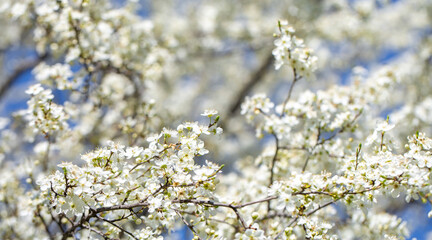 White flowers bloom in the trees. Spring landscape with blooming sakura tree. Beautiful blooming garden on a sunny day. Copy space for text.