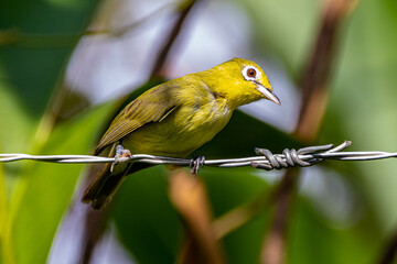 The Javan white-eye (Zosterops flavus) is a bird species in the family Zosteropidae