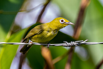 The Javan white-eye (Zosterops flavus) is a bird species in the family Zosteropidae