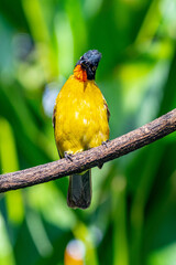 Black-capped Bulbul ( Pycnonotus melanicterus)