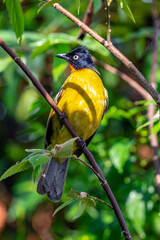 Black-capped Bulbul ( Pycnonotus melanicterus)
