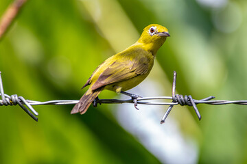 The Javan white-eye (Zosterops flavus) is a bird species in the family Zosteropidae